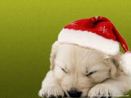 Puppy Christmas Dogs Animals Background Wallpapers On Desktop Nexus Image 539394