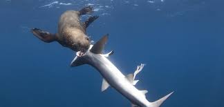Unlike sharks, seals and sea lions can chase their prey onto land. When Predators Collide Hakai Magazine