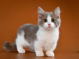 Bambino means baby in italian, and it's not difficult to see where this name the bambino cat is the result of some fairly recent cross breeding. 18 Facts About Munchkin Cats Cat World