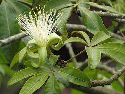 Image result for Pachira glabra