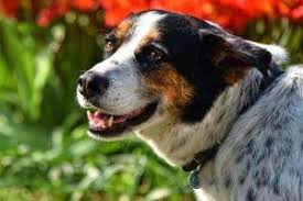 Hundeschreck Mit Ultraschall Immer Wieder Arger Im Garten Durch Streunende Hunde Und Offenbar Hilft Nichts Der Eigene Hund I Hunde Hunderassen Hunde Erziehen