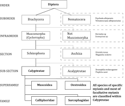 12 656 49 39 godziny otwarcia: Myiasis Abstract Europe Pmc