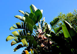 Image result for Strelitzia alba