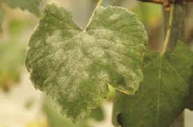 If not suppressed, powdery mildew can reduce crop yield by up to 95% (uc davis) and degrade wine quality by increasing berry acidity, reducing anthocyanins, and leading to cryptic development of off flavors. How To Use Powdery Mildew Risk Index Model On Grapes Pest Prophet Blog