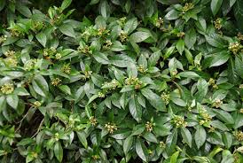 Image result for Hippocratea parvifolia