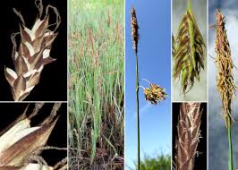 Image result for Emilia limosa