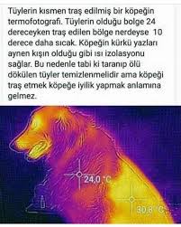 Hayvanlari Tiras Etmek Yanlistir Kedi Haysev Dernegi Hayvan Severler Facebook