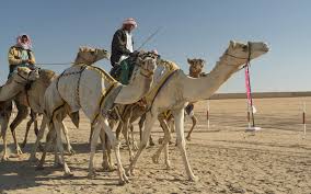 Expect a traditional souq, too, along with a camel auction and various contests for traditional. Al Dhafra Camel Festival 2020 Uae24x7