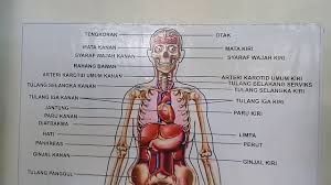 Tulang ialah satu bagian yang paling kuat dank keras dalam tubuh kita tulang badan tulang penyusun rangka dalam menentukan bentuk badan dan berfungsi sebagai. Gambar Organ Tubuh Manusia Youtube