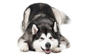 We are located in new york but ship our puppies also. Alaskan Malamute Puppies For Sale In Idaho Adoptapet Com