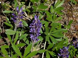 Image result for Synadenium glabratum