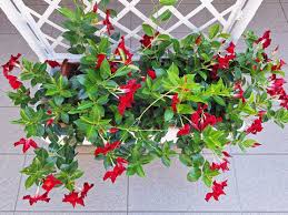 Image result for mandevilla obrázek