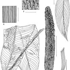 Image result for Syngonanthus robinsonii