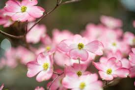 Flowering dogwoods are understory trees that do not tolerate long periods of full sun. Selection And Care Of Dogwoods Alabama Cooperative Extension System