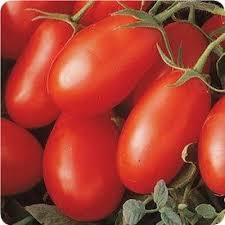 Find out when to plant america's favorite garden crop, the best way to grow tomatoes, how long it takes a tomato to bear fruit. La Roma Red Tomato Plant Clovers Garden
