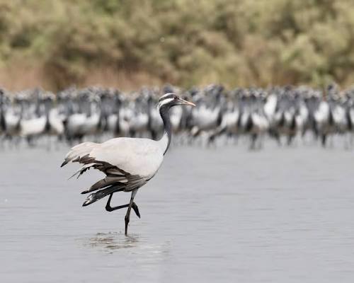 The demoiselle crane is slightly smaller than the common crane but has  similar plumage. It has a long white neck stripe and the black on the  foreneck extends down over the chest