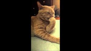 It is a good idea to periodically check the teeth as well as the entire body of the cat for lumps or other skin abnormalities, including infections. Cat Chewing His Nails Youtube