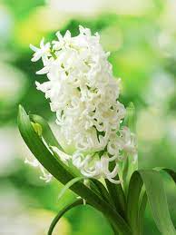 Check spelling or type a new query. 20 Types Of White Flowers For Your Garden Hgtv