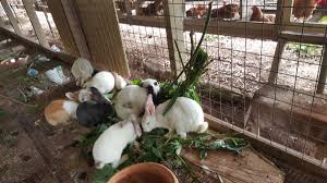 Check spelling or type a new query. Rabbits Farming Business Venture Zambia Agribusiness Society