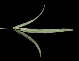 Image result for Haumaniastrum coriaceum