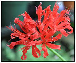 Nerine Hybrids Nerine Lilies Lily Trees To Plant Flowers
