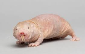 We did not find results for: Waspada Tikus Got Hasil Penelitian Bisa Tularkan Penyakit Cacingan Badan Litbang
