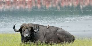 It is northwest of nairobi, in the great rift nakuru is changing fast and, in the process, transforming into one of kenya's more agreeable towns. Lake Nakuru Magical Kenya