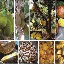 Chakka erissery is very famous in kerala as a side dish for rice. Pdf Chemistry And Medicinal Properties Of Jackfruit Artocarpus Heterophyllus A Review On Current Status Of Knowledge