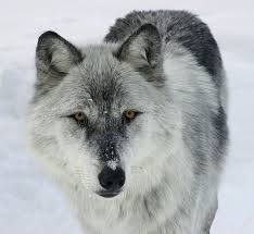 Black And Grey Wolf With Blue Eyes Gray Wolf This Is A Gray Wolf Looking At You Affiliate Wolf Gray Wolf Gray Ad Grey Wolf Wolf Dog Beautiful Wolves