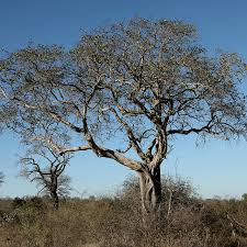 Image result for Balanites maughamii