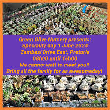 Green Olive Nursery, Antiques and Gifts