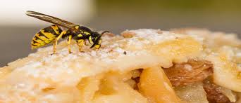 Sie suchen nach einer eigentumswohnung in deutschland? Im Sommer Uberall Vertreten Wespen