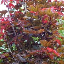 Crimson sentry norway maple gives your landscape structure and style. Acer Platanoides Crimson Sentry Upright Purple Norway Maple Trees