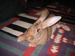 In the last rabbit survey in 1995, how many were estimated to exist in the uk? Flemish Giant Rabbit Wikipedia