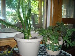 Hello everyone, another update for my north facing window, that is always neglected and my plants are always dry in leca, but. Pin On Happy Plants