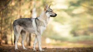 Le chien loup tchécoslovaque est un chien doté de beaucoup de courage,. Elevages De Chien Loup Tchecoslovaque Czechoslovak Wolfdog En France