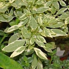 Image result for Solanum lichtensteinii