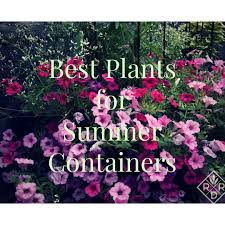 Image result for Ecbolium amplexicaule