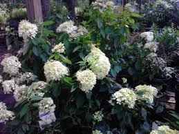 198 martin road greenville, sc 29607 Carolina Seasons Nursery Carolina Seasons Nursery