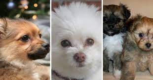 Maybe you would like to learn more about one of these? Pomapoo Dog Breed Info Pomeranian Poodle Mix
