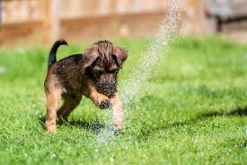 If you have had dogs all your life, you will certainly agree no dog is equal to another. Demand Slows For Pandemic Puppies As Cats Popularity Jumps The Bolton News