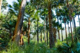 Image result for Malouetia bequaertiana