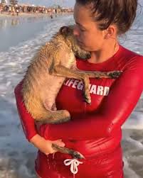Olivia heard the desperate whinny before she saw them. A terrified mare  stood trembling in the rising floodwater, frantically nudging her newborn  foal. The tiny body was half-submerged, barely breathing. Without  hesitation,