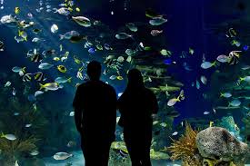Everyone was wearing masks and social distancing rules were followed. Best Aquarium Winners 2021 Usa Today 10best