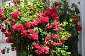 Image result for Rosa sp.
