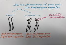 Homologous pair of chromosomes vs sister chromatids. What Is The Difference Between A Sister Chromatid A Chromosome And A Chromatid What Makes A Chromosome Homologous Quora
