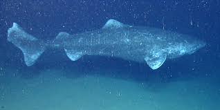 Tum Gronland Shark Dunyanin En Uzun Yasadi Omurgali Hakkinda