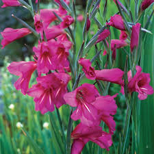 Approximately two weeks prior to planting, fertilize the soil with humus, not allowing direct introduction of undecomposed organic fertilizers (eg cow dung). Hardy Gladiolus Flowers And Bulbs Veseys