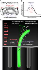 Plant cell wall vs bacterial cell wall. Bending Forces Plastically Deform Growing Bacterial Cell Walls Pnas