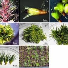 Illustrative flow chart depicting the in vitro regeneration of gerbera...